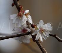 Prunus subhirtella - Flower - Click to enlarge!