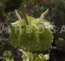 Pseudodictamnus undulatus - Flowers - Click to enlarge!