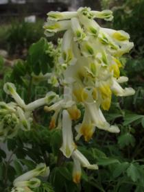 Pseudofumaria alba - Inflorescence - Click to enlarge!