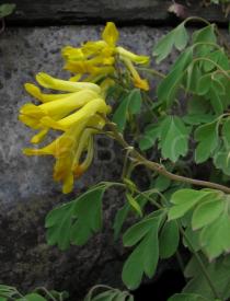 Pseudofumaria lutea - Inflorescence - Click to enlarge!