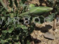 Pseudopodospermum papposum - Flower bud - Click to enlarge!