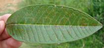 Psidium guajava - Leaf - Click to enlarge!