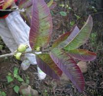 Psidium guajava - Foliage - Click to enlarge!