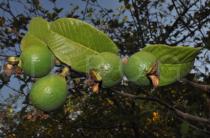 Psidium guajava - Juvenile fruits - Click to enlarge!