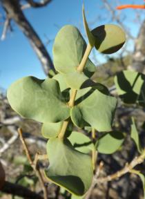 Psittacanthus cordatus - Foliage - Click to enlarge!