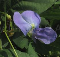 Psophocarpus tetragonolobus - Flower - Click to enlarge!