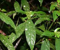 Psychotria henryi - Ripening infructescence - Click to enlarge!