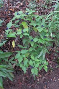 Psychotria hoffmannseggiana - Habit - Click to enlarge!