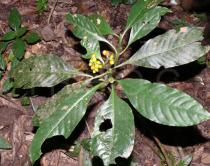 Psychotria yunnanensis - Habit - Click to enlarge!