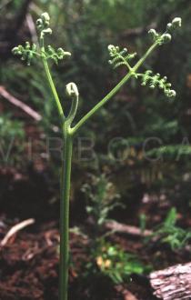 Pteridium aquilinum - Juvinil leaf - Click to enlarge!