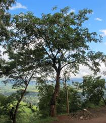 Pterocarpus angolensis - Habit - Click to enlarge!