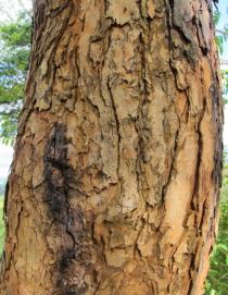 Pterocarpus angolensis - Bark - Click to enlarge!