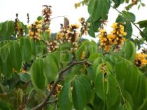 Pterocarpus santalinoides - Inflorescence - Click to enlarge!