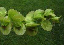 Pterocarya fraxinifolia - Inflorescence, close-up - Click to enlarge!