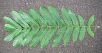 Pterocarya fraxinifolia - Upper surface of leaf - Click to enlarge!
