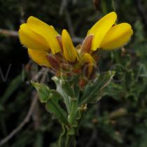 Pterospartum tridentatum - Flowers - Click to enlarge!