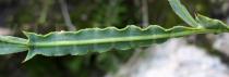 Pterospartum tridentatum - Winged stems - Click to enlarge!