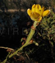 Pterospartum tridentatum - Flowers - Click to enlarge!