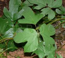 Pueraria montana - Upper surface of leaf - Click to enlarge!