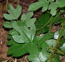 Pueraria montana - Foliage - Click to enlarge!