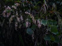 Pueraria wallichii - Branch - Click to enlarge!