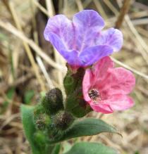 Pulmonaria officinalis - Flowers - Click to enlarge!