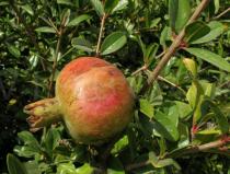 Punica granatum - Fruit - Click to enlarge!