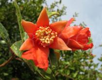 Punica granatum - Flower - Click to enlarge!