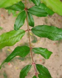 Punica granatum - Leaf insertion - Click to enlarge!