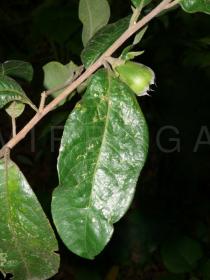Pyrenaria diospyricarpa - Leaf and fruit - Click to enlarge!