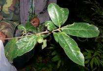 Pyrenaria diospyricarpa - Branch - Click to enlarge!