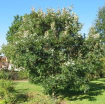 Quercus alba - Habit - Click to enlarge!