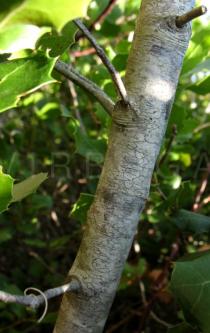 Quercus coccifera - Bark - Click to enlarge!