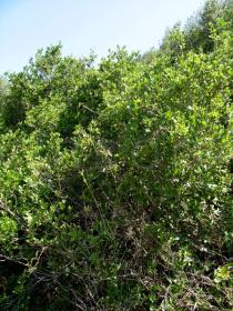 Quercus coccifera - Habit - Click to enlarge!
