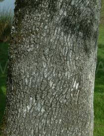 Quercus ilex - Bark - Click to enlarge!