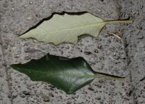Quercus ilex - Upper and lower surface of leaf - Click to enlarge!