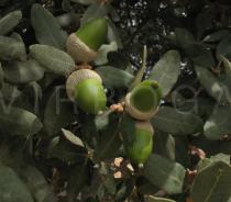 Quercus ilex - Fruits - Click to enlarge!