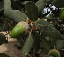Quercus ilex - Fruit side view - Click to enlarge!