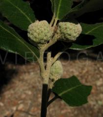 Quercus ilex - Developing acorns - Click to enlarge!