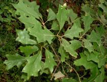 Quercus ilicifolia - Leaf - Click to enlarge!