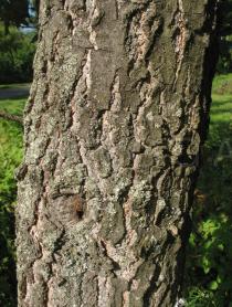 Quercus marilandica - Bark - Click to enlarge!