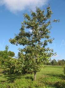 Quercus marilandica - Habit - Click to enlarge!