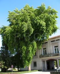 Quercus palustris - Habit - Click to enlarge!