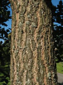 Quercus pubescens - Bark - Click to enlarge!