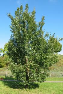 Quercus pubescens - Habit - Click to enlarge!