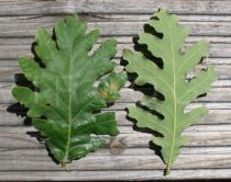 Quercus pyrenaica - Upper and lower surface of leaf - Click to enlarge!