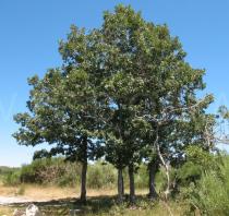 Quercus pyrenaica - Habit - Click to enlarge!