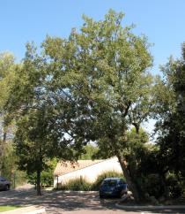 Quercus pyrenaica - Habit - Click to enlarge!