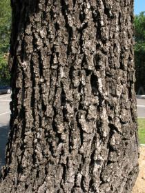 Quercus pyrenaica - Bark - Click to enlarge!