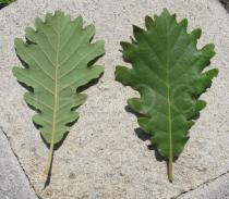 Quercus pyrenaica - Upper and lower surface of leaf - Click to enlarge!